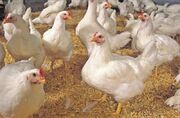 افزایش بهره‌وری در نهاده‌های دامی با تولید مرغ سایز در کشور