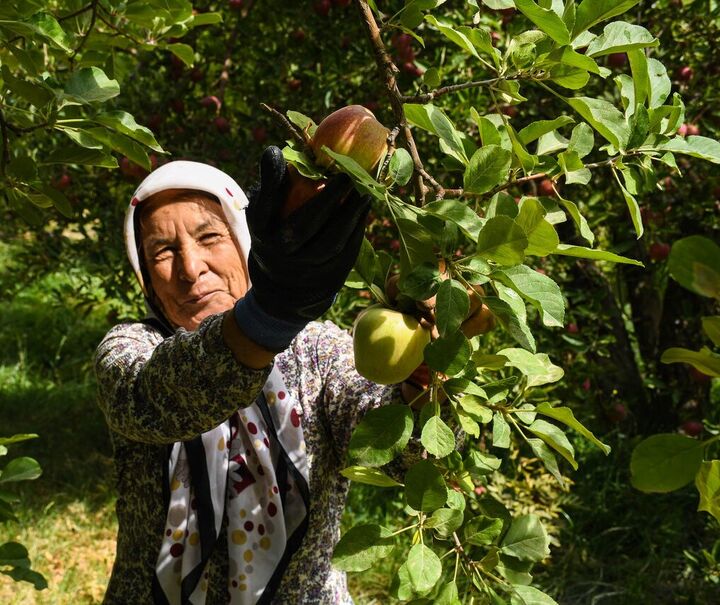 خرید ۲۰ هزار تن سیب درختی صنعتی برای حمایت از باغداران