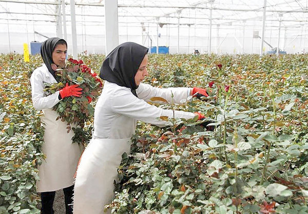 امسال ۱۰ میلیارد تومان گل و گیاهان زینتی از نوشهر به خارج صادر شد
