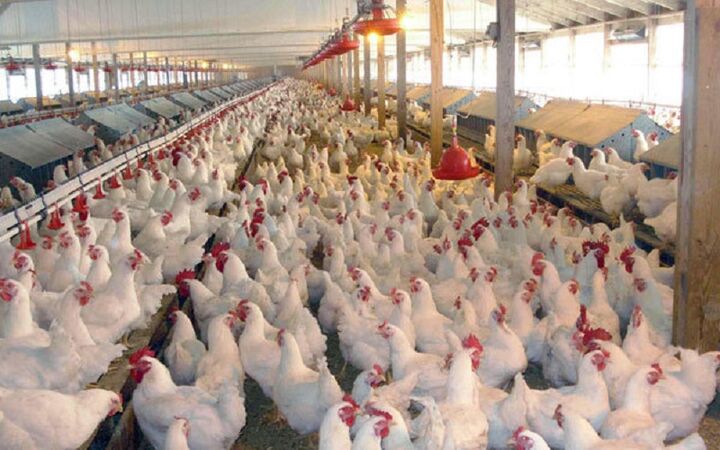 ۳ میلیون تن گوشت مرغ در کشور تولید می‌شود/ امکان صادرات ۱۰ درصد تخم‌مرغ‌های تولیدی از امسال