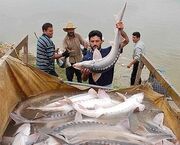 صید تجاری ماهیان خاویاری در سال ۲۰۲۱ ممنوع شد