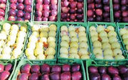 صادرات سیب ایران به هند افزایش یافت