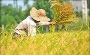 صادرات برنج ایرانی به ۲۷ کشور با متوسط قیمت ۱.۳ دلار