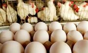 تخم مرغ مورد نیاز شب عید و ماه رمضان تامین است/ رتبه نهم ایران در تولید تخم مرغ