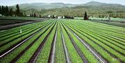 آزادسازی‌ها و جهانی شدن منشاء تغییرات گسترده‌ در اقتصاد کشاورزی‌ هستند