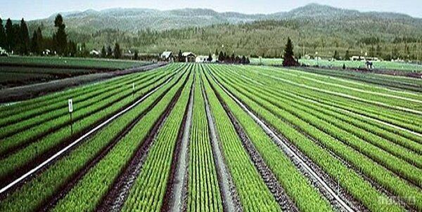 آقامیری: اقتصادی شدن کشاورزی از اهداف وزارت جهادکشاورزی است