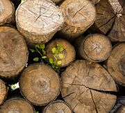 آزادسازی واردات چوب با پوست طبق دستورالعمل