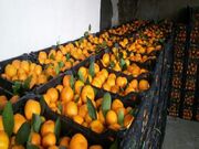 صادرات چهار هزار و ۲۰۰ تُن نارنگی از مازندران به خارج از کشور