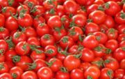 اروپا بدنبال واردات گوجه فرنگی به جای تولید