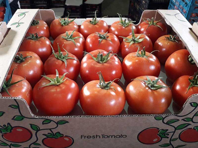 عرضه ۱۱۵ هزار تن گوجه فرنگی به بازار، به‌زودی/ قیمت‌ها متعادل می‌شود