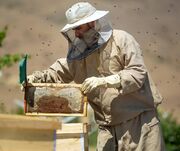 ۱۳۶ هزار تن عسل در کشور تولید شد