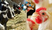 چالش تولیدکنندگان مرغ با گرانی نهاده ها، واکسن و دارو