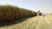 وزیر جهاد کشاورزی: نگاه ویژه‌ای به کشاورزی خوزستان خواهیم داشت