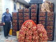 معاون وزیر جهاد کشاورزی: خرید تضمینی سیب، سدی محکم در مقابل دلالان است