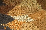 واردات بیش از ۳ هزار تن بذر به کشور