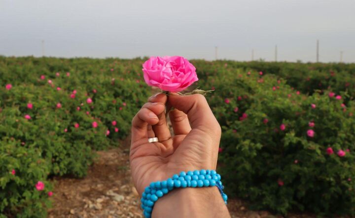 پیش‌بینی افزایش ۱۰ هزار تنی تولید گل محمدی در سال جاری
