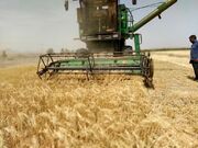 خودکفایی در تولید گندم و افزایش صادرات آن ضریب نفوذ کشور را افزایش می‌دهد