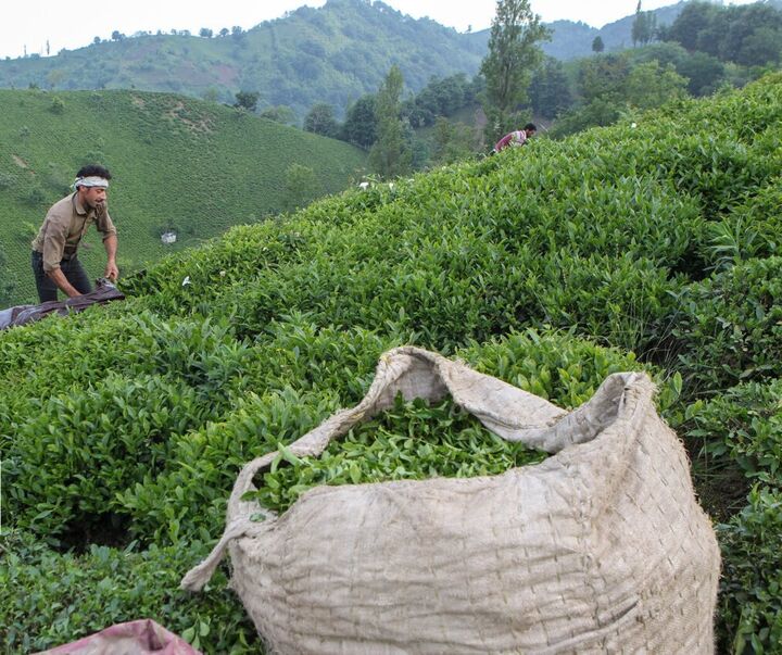 تولید برگ سبز چای در کشور افزایش یافت