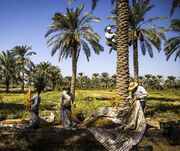 خوزستان تولیدکننده ۲۰ درصد غذای کشور است/ مغفول ماندن ظرفیت‌ کشاورزی استان در سایه نفت