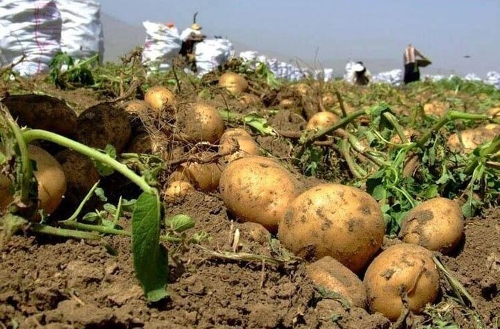 ۸۰۰ هزار تن سیب‌زمینی از مزارع استان اردبیل برداشت می‌شود