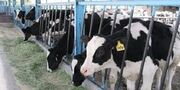 ایران جزو کشورهای برتر در صنعت گاو شیری در دنیا است
