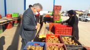 مشکل صادرات کیوی مازندران بزودی برطرف می‌شود