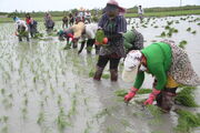 کشت برنج در استان‌های شمالی کشور قراردادی می‌شود