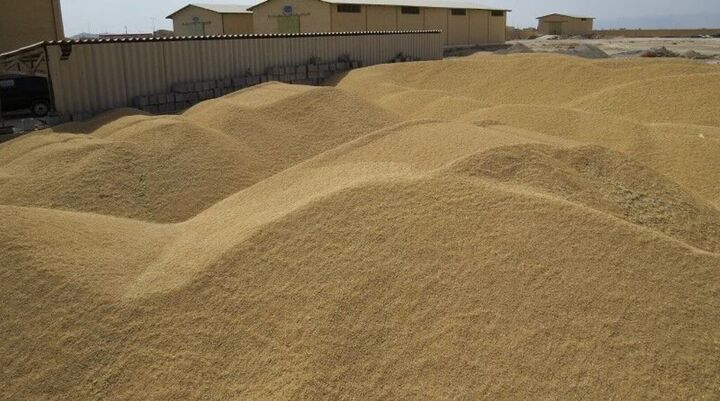 واردات ۳۶۱ هزار تن گندم از بندر امام(ره) به کشور
