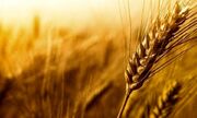 پیش‌بینی افزایش ۴۰ درصدی خرید گندم در ۵ استان