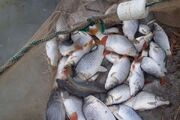 ادعای اختلاف ۳۰۰ درصدی قیمت ماهی از مزرعه تا سفره کذب است