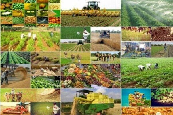 معاون وزیر جهادکشاورزی: بهره‌وری در بخش کشاورزی کشور پایین است