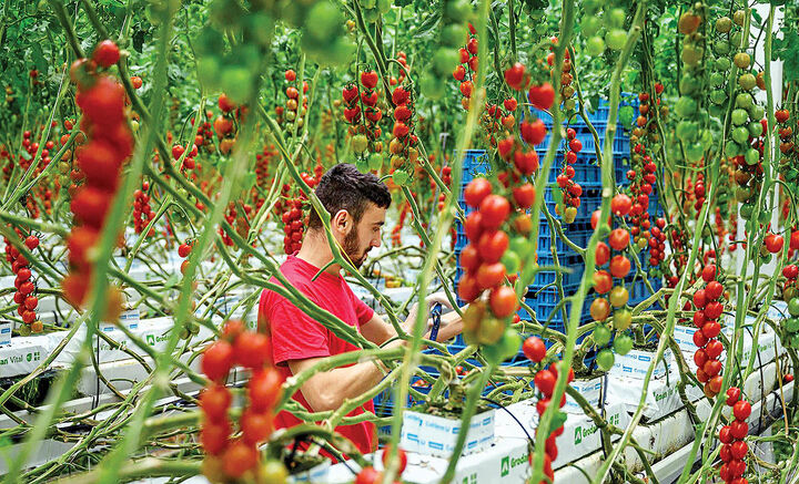 گزارش فائو از نقش مهم ایران در تأمین غذای جهان/ رتبه‌های ۱ تا ۲۰ ایران در صادرات ۲۵ محصول