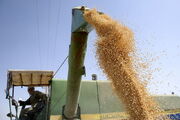 لزوم توجه ویژه به زمان آبیاری و میزان رطوبت برای برداشت گندم در استان‌های معتدل
