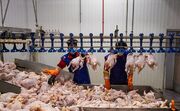 قیمت مرغ در میادین میوه و تره بار به هر کیلو ۵۳ هزار تومان رسید