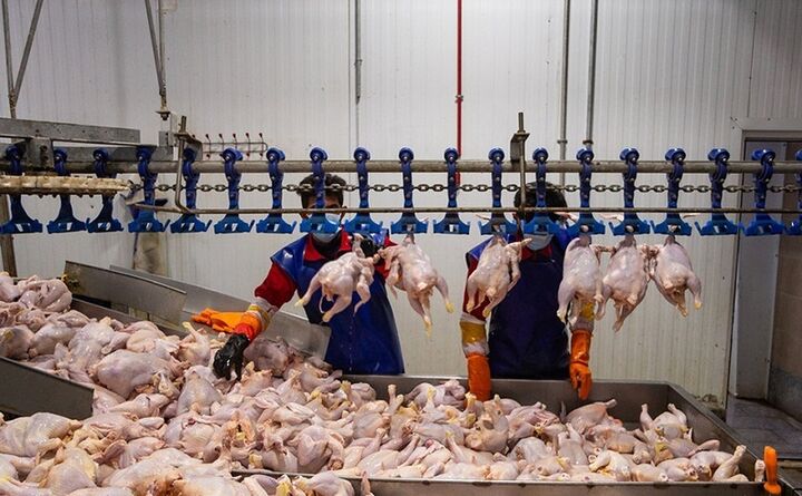 برنامه ریزی دولت برای ذخیره‌سازی و صادرات ۴۰ هزار تن مرغ مازاد 