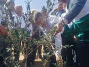 وزیر جهادکشاورزی: کاشت یک میلیارد درخت در کشور کلید خورد