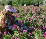 ایران رتبه اول تولید و صادرات گل محمدی و گلاب در جهان