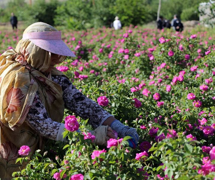 صدور ۱۷۲ هزار شاخه گل از محلات به ارمنستان و عمان