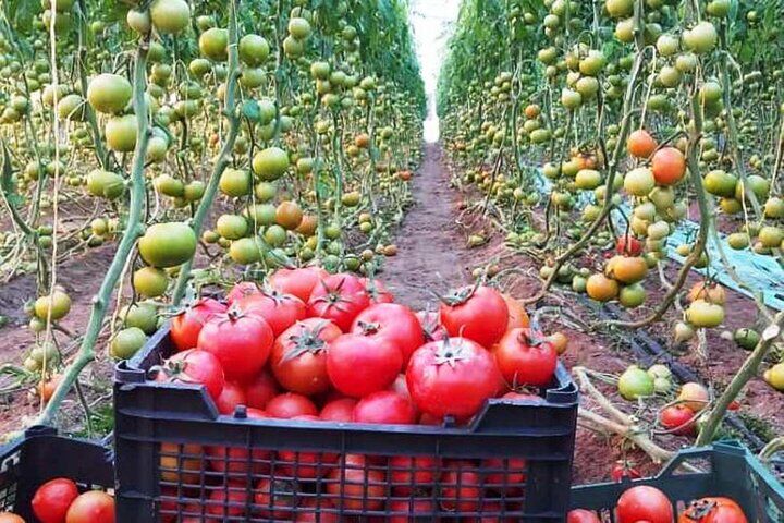 صادرکنندگان از آوردن بارهای گوجه فرنگی و پیاز به مرزهای قصرشیرین خودداری کنند