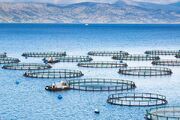 طرح پرورش ماهی و میگو در قفس در سواحل مکران اجرایی می‌شود