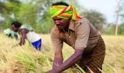 ممنوعیت صادرات برنج هند چه تأثیری بر بازار جهانی دارد؟