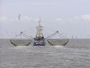 صید ترال توسط کشتی‌های صید صنعتی خارجی ممنوع است