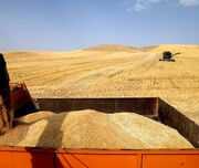 افزایش ۹ میلیون تنی تولید گندم در دولت سیزدهم