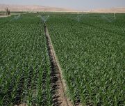 ۲۲۷ هزار هکتار از زمین‌های کشاورزی غرب کشور به شبکه آبیاری تجهیز می‌شود