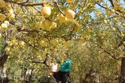 برداشت سیب از باغ‌های استان اردبیل آغاز شد
