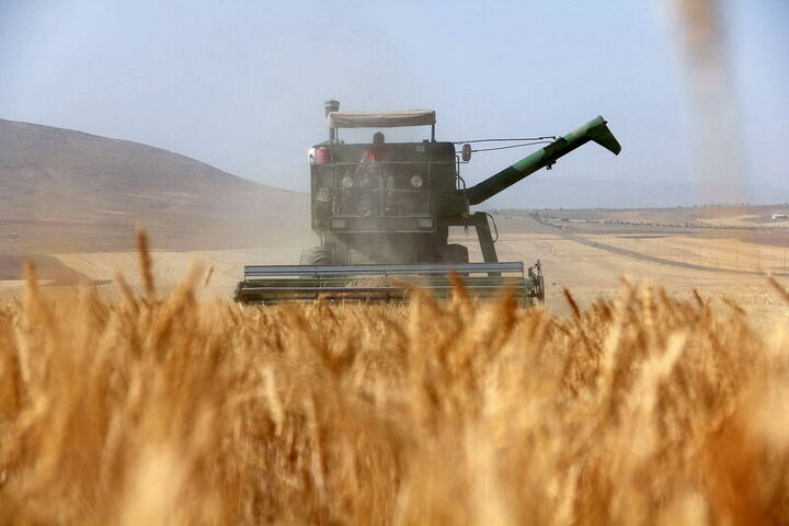 کشت ۶ میلیون هکتار گندم در سال‌جاری/ ۴۲۰ هزار تن بذر اصلاح شده توزیع شد