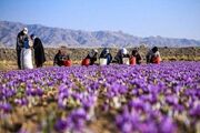 معرفی ۶ گونه جدید جنس زعفران از ایران