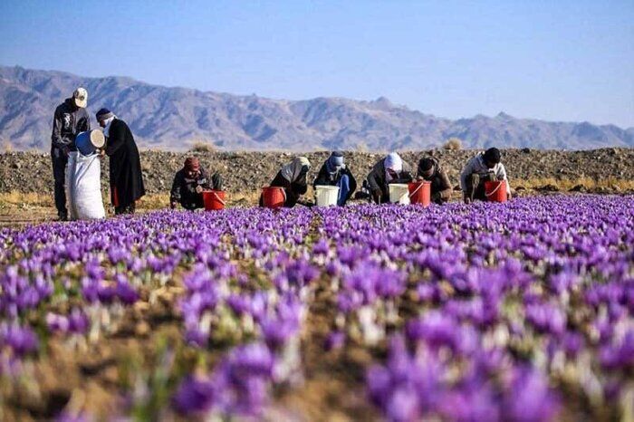 کمبود زعفران ایرانی و تاثیر آن در غذاهای جهانی