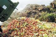 مدیریت پسماندهای کشاورزی برای مصرف خوراک دام/ ۲.۵ تن پسماند سرشاخه‌های نیشکر