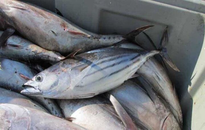 واردات ۱۴ هزار تن تون ماهیان در ۹ ماهه امسال
